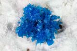 Vibrant Blue Cavansite Crystals on Stilbite & Mordenite - India #168248-3